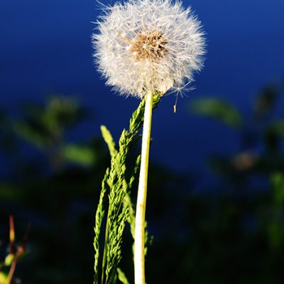 DSC_6008